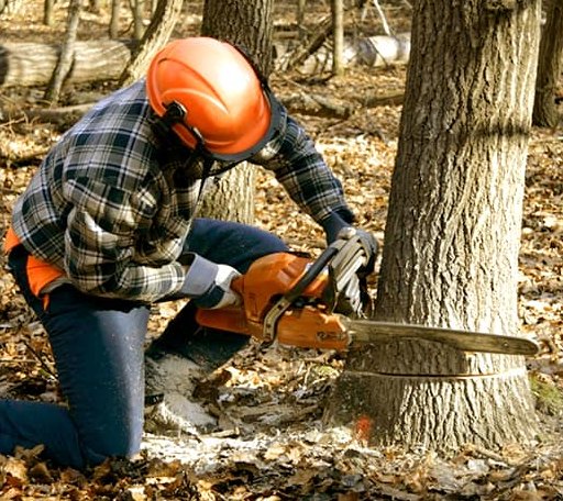 Tree Removal in Bancroft, MI